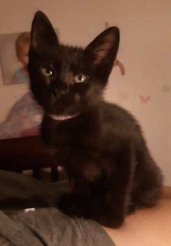 Ria - Petsmart Plantation Image