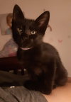 Ria - Petsmart Plantation - Photo 1