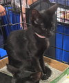 Ria - Petsmart Plantation - Photo 2