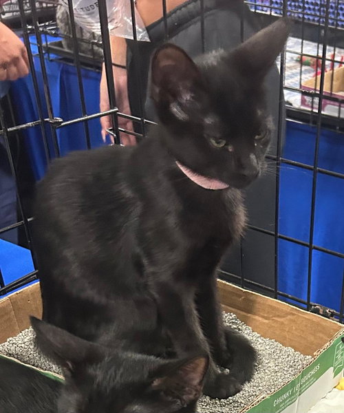 RIA - PETSMART PLANTATION - Domestic Short Hair available for adoption