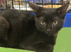Ria - Petsmart Plantation - Photo 4