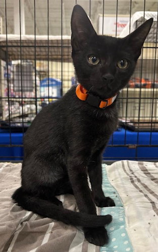 Cooper - Petsmart Plantation Image