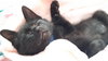 Cooper - Petsmart Plantation - Photo 2