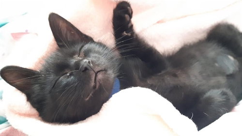 COOPER - PETSMART PLANTATION - Domestic Short Hair available for adoption