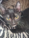 Mickey - PetSmart Aventura - Photo 1