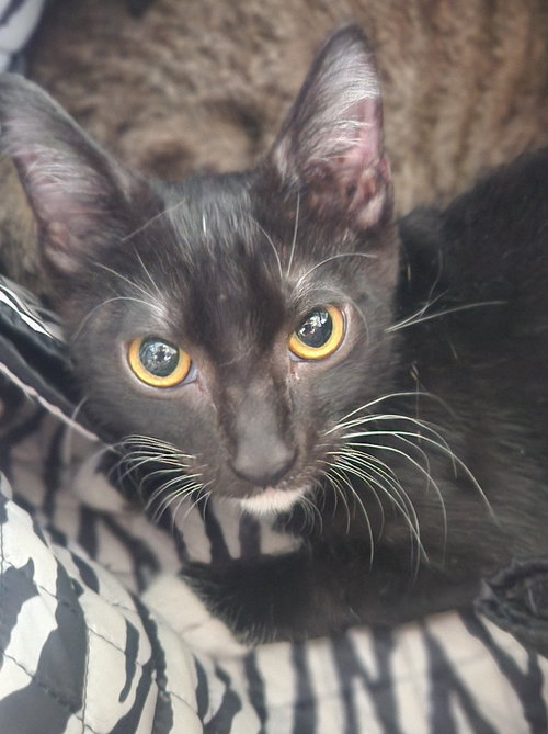 picture of the cat needing adoption