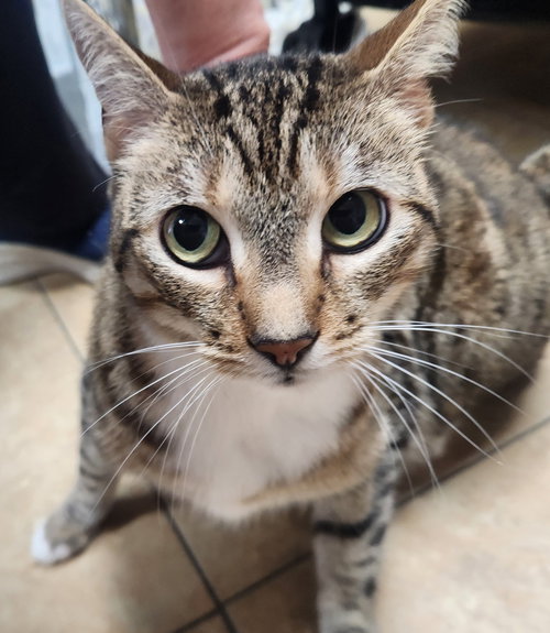 picture of the cat needing adoption