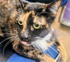 Sylvia - PetSmart Aventura - Photo 1