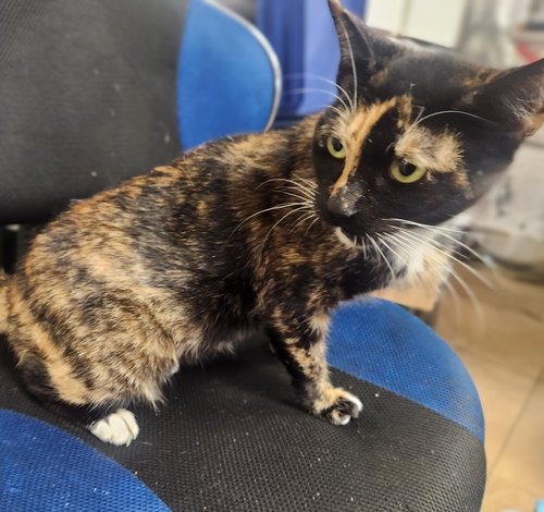SYLVIA - PETSMART AVENTURA - Tortoiseshell / Calico available for adoption