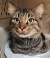 Benny - Aventura PetSmart - Photo 1