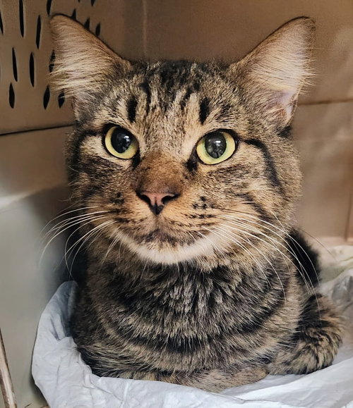 BENNY - AVENTURA PETSMART - American Shorthair available for adoption