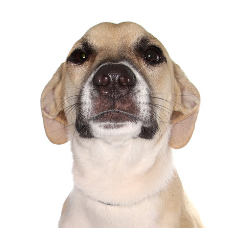 picture of the dog needing adoption