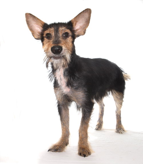 RONNIE - Wirehaired Fox Terrier / Yorkshire Terrier Yorkie available for adoption