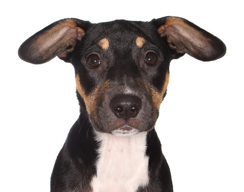 picture of the dog needing adoption