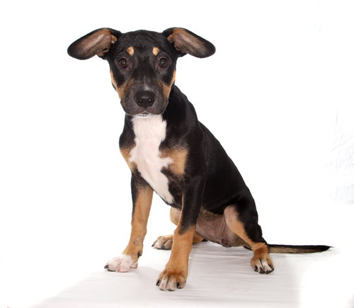 SAHARA - Labrador Retriever available for adoption