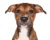 Manny - Photo 1