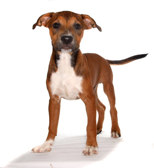MANNY - Labrador Retriever available for adoption