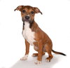 Manny - Photo 3