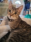 Savannah - Petsmart Plantation - Photo 2