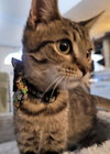 Savannah - Petsmart Plantation - Photo 3