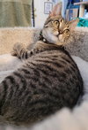 Savannah - Petsmart Plantation - Photo 4