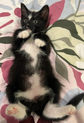 picture of the cat needing adoption