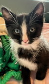 Soda Pop - Petsmart Plantation Foster Home - Photo 2