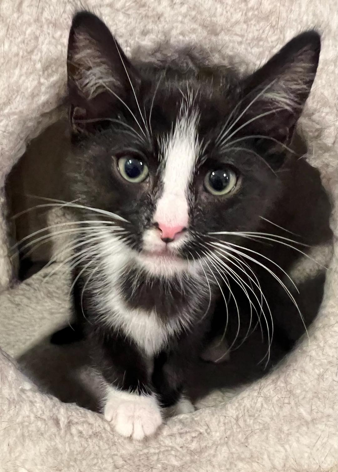 Soda Pop - Petsmart Plantation Foster Home Image