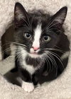 Soda Pop - Petsmart Plantation Foster Home - Photo 1