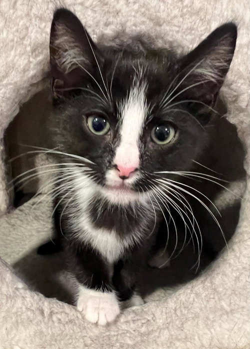 SODA POP - PETSMART PLANTATION FOSTER HOME - Domestic Short Hair available for adoption
