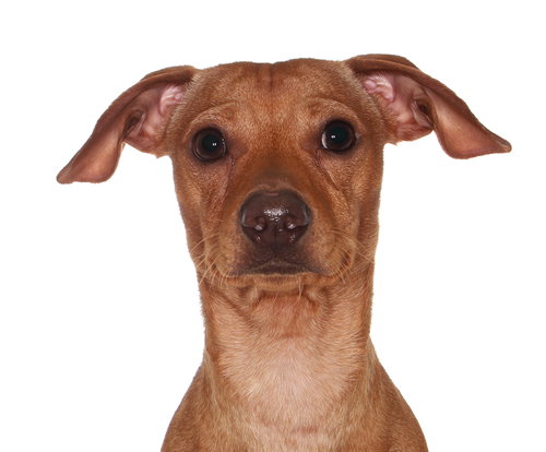 picture of the dog needing adoption