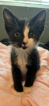 Cherry - Petsmart Plantation Foster Home - Photo 2