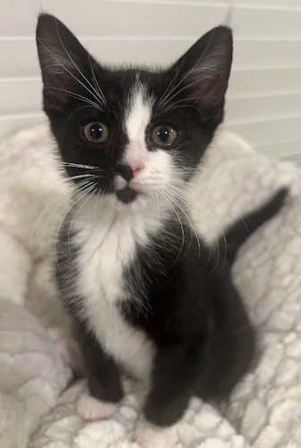 Cherry - Petsmart Plantation Foster Home Image