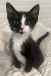 Cherry - Petsmart Plantation Foster Home - Photo 1