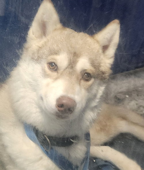 picture of the dog needing adoption