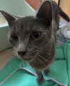 Riley - PetSmart Aventura - Photo 1