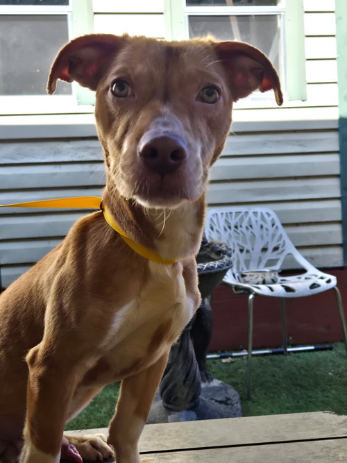 picture of the dog needing adoption
