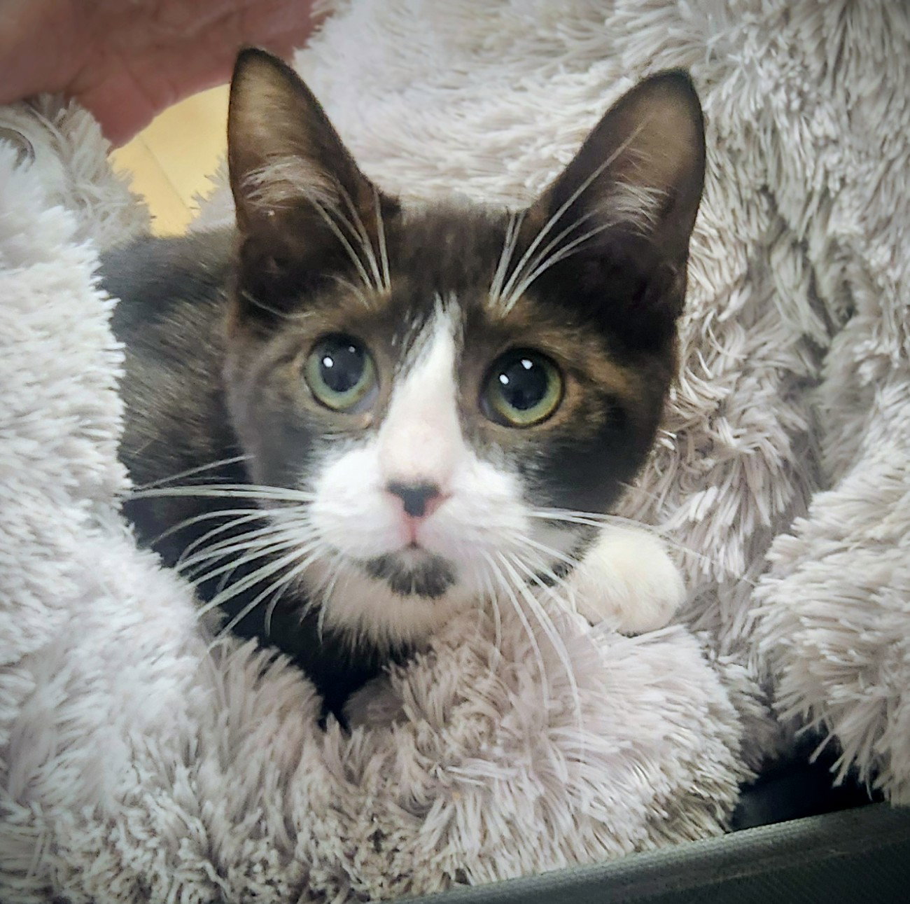 Chloe - PetSmart Aventura Image