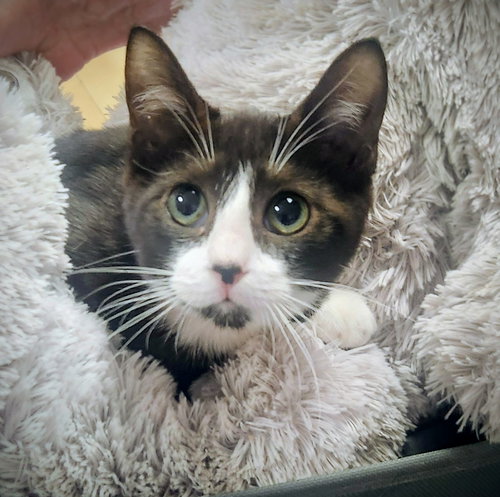 CHLOE - PETSMART AVENTURA - Domestic Short Hair available for adoption