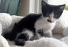 Monroe - Petsmart Plantation Foster Home - Photo 1
