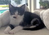 Monroe - Petsmart Plantation Foster Home - Photo 2