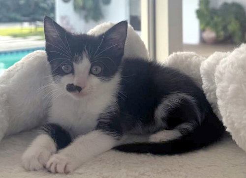 MONROE - PETSMART PLANTATION FOSTER HOME - Domestic Short Hair available for adoption