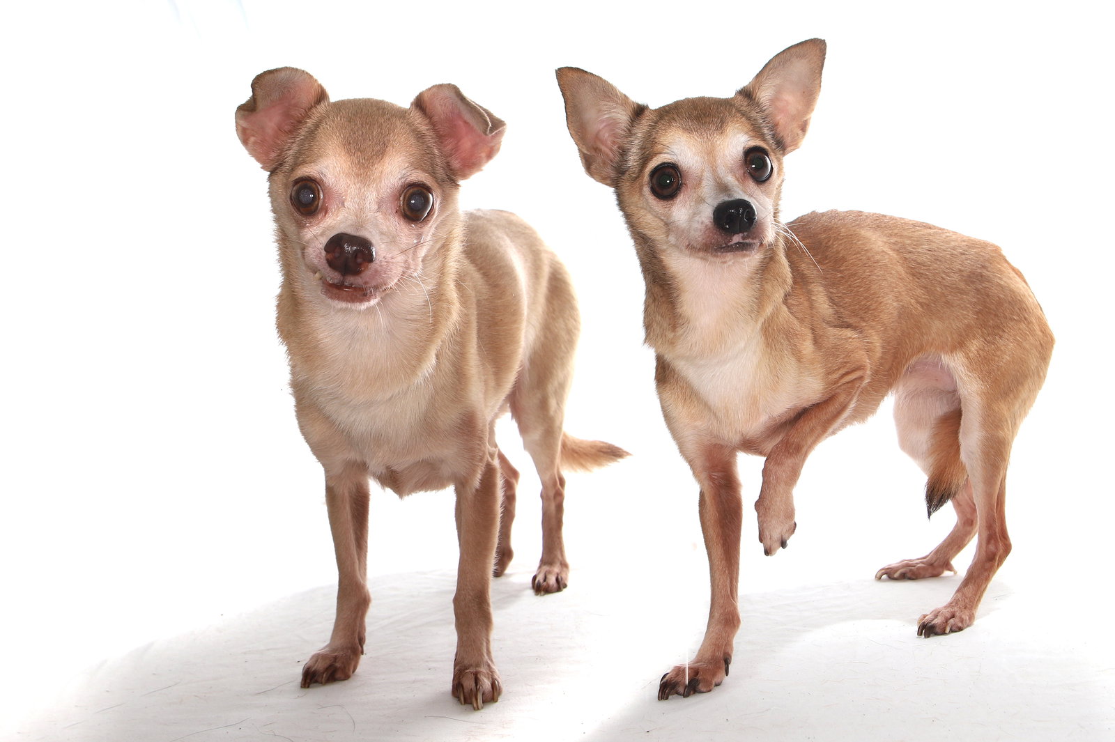 Lucy and Toby Image