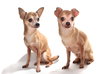 Lucy and Toby - Photo 2