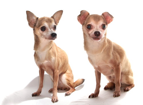 LUCY AND TOBY - Chihuahua available for adoption