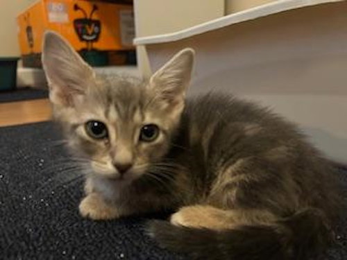 DALLAS - PETSMART PLANTATION FOSTER HOME - Domestic Short Hair available for adoption