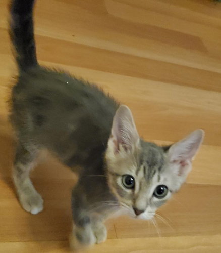 LAILA - PETSMART PLANTATION FOSTER HOME - Domestic Short Hair available for adoption