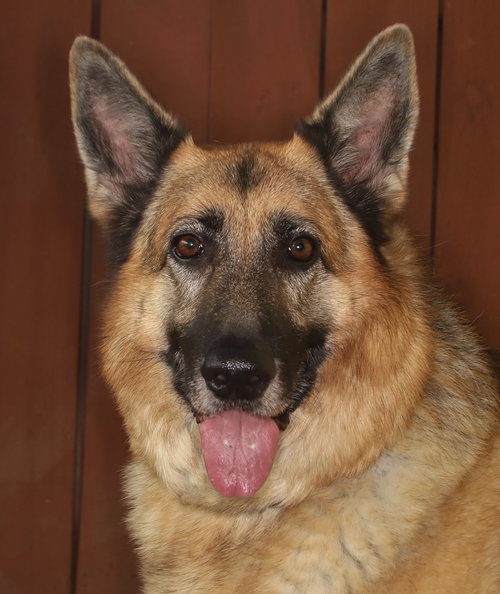 GIGI - German Shepherd Dog available for adoption