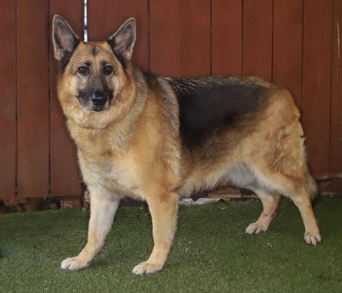 GIGI - German Shepherd Dog available for adoption