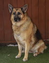 Gigi - Photo 3